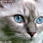 Tess Gerhold Profile Picture